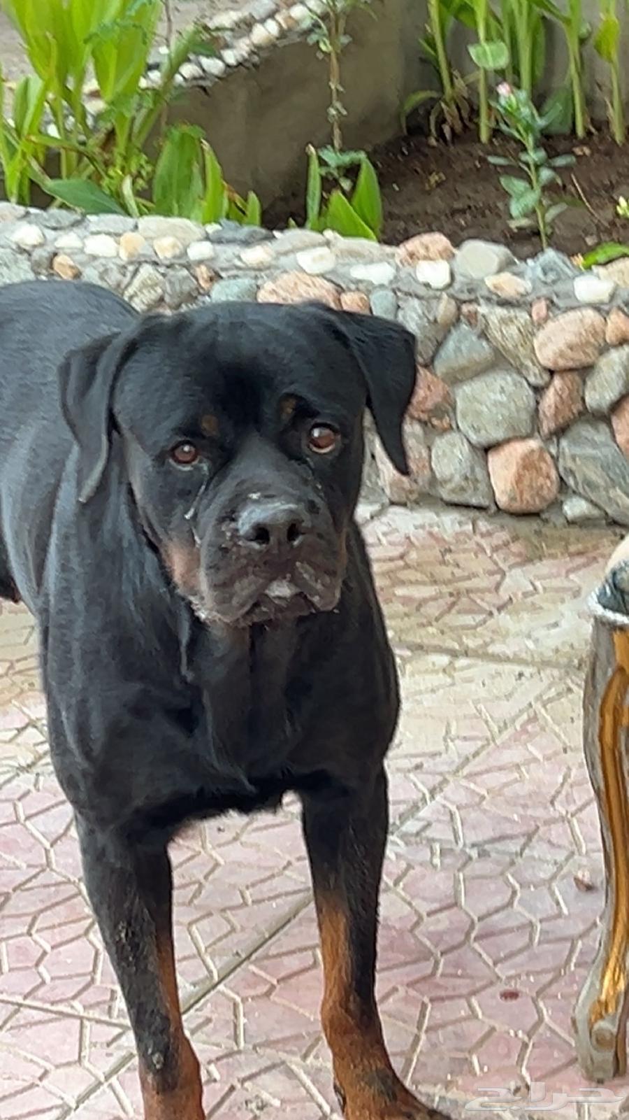 كلبه روت وايلر مستورده مستوى توب بسعر مناسب64390596132994111