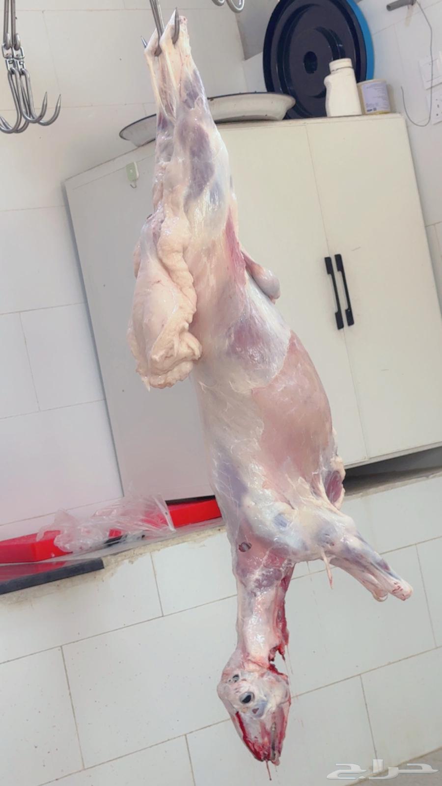 يوجد خرفان ورخال حريه بلدي علي الشرط مع السلخ والتوصيل64390249795457111