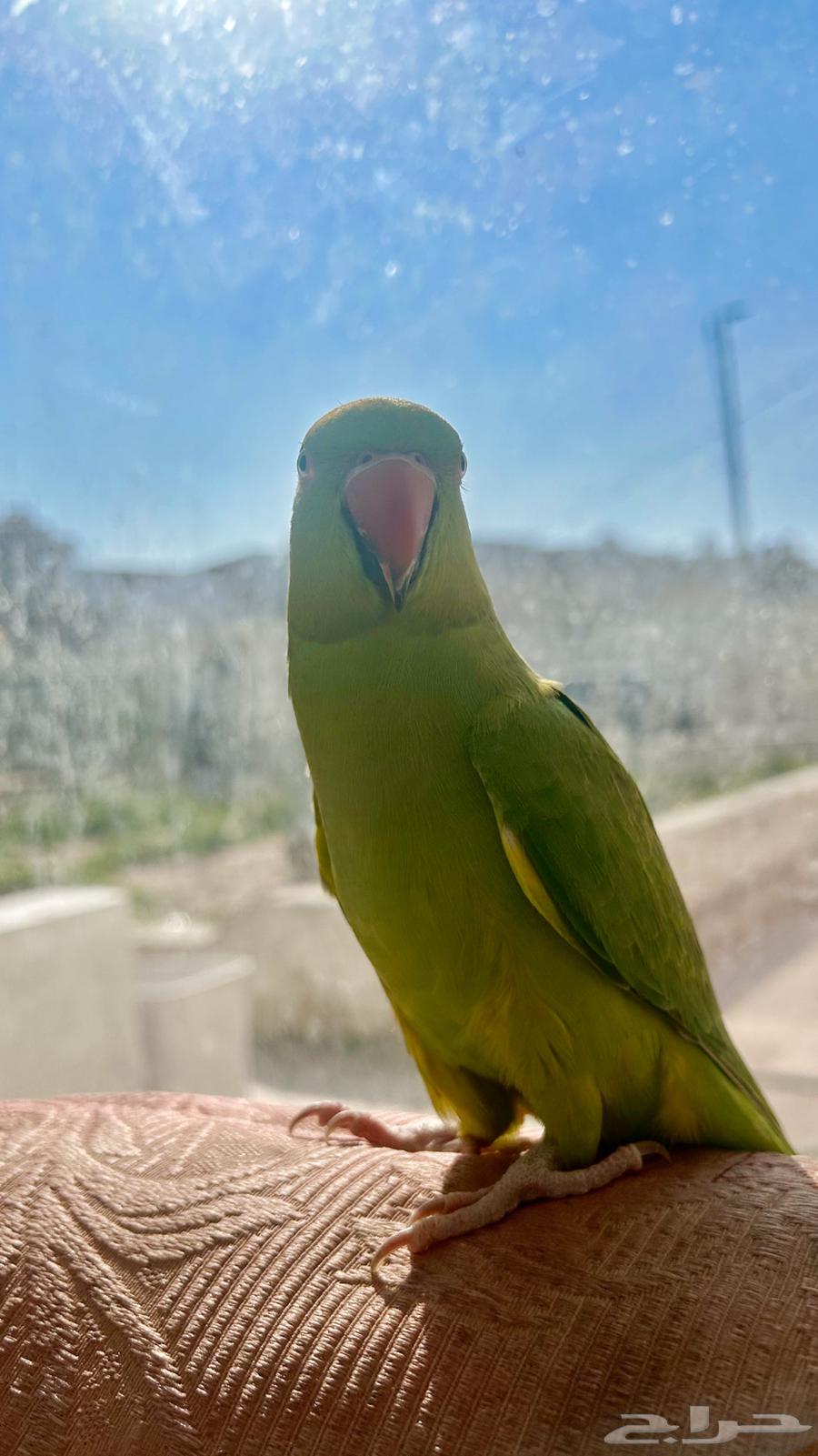 دره هندي للبيع64381246300675110