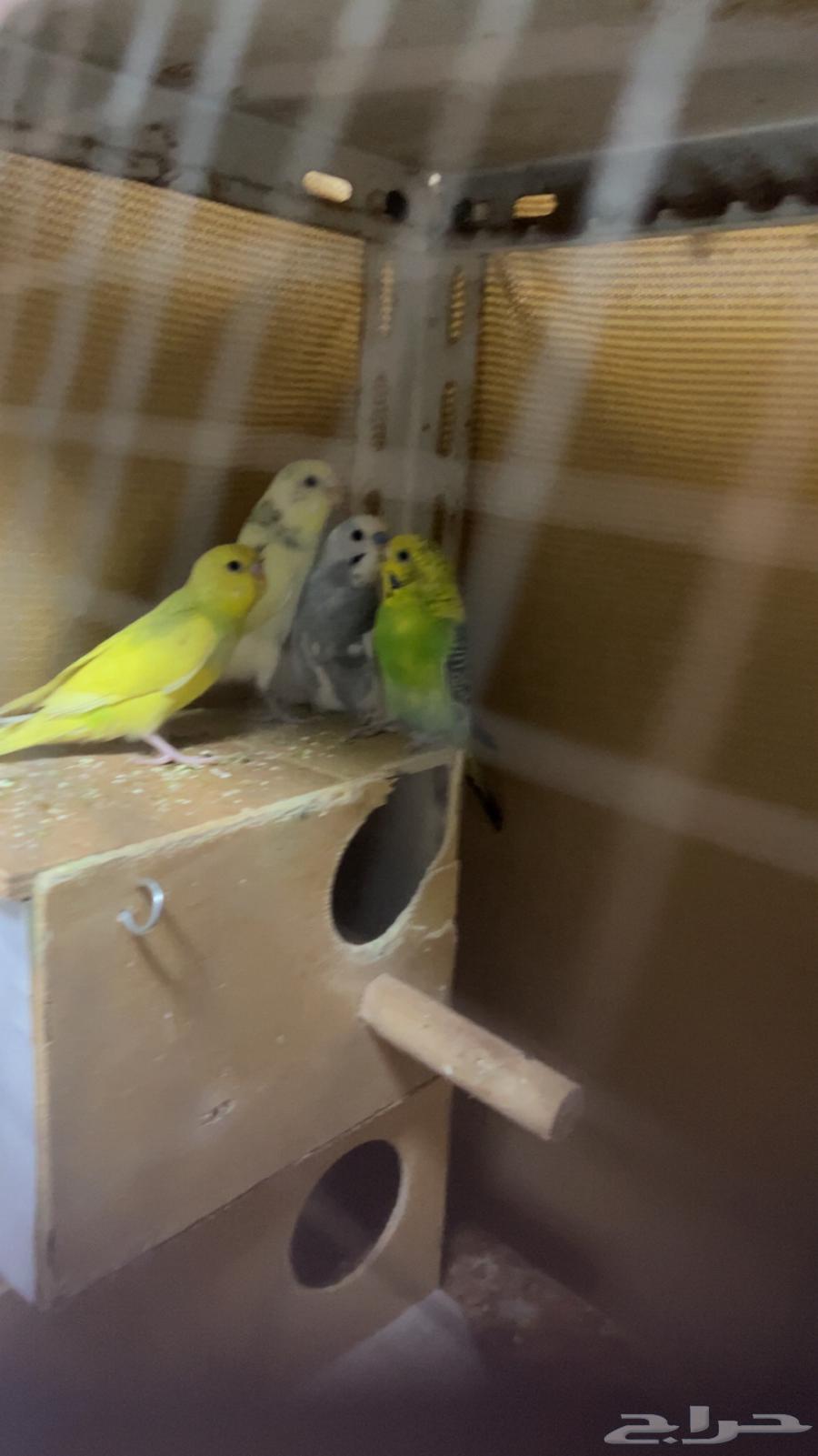 طيور البادجي جوزين للبيع صحه ممتاز64382914149890112