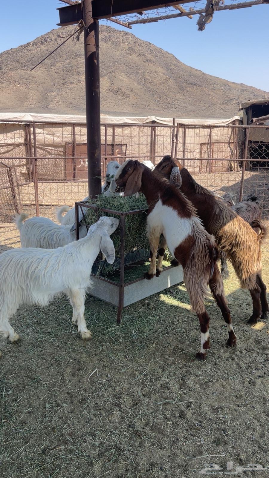 تيوس للبيع64380888480643110