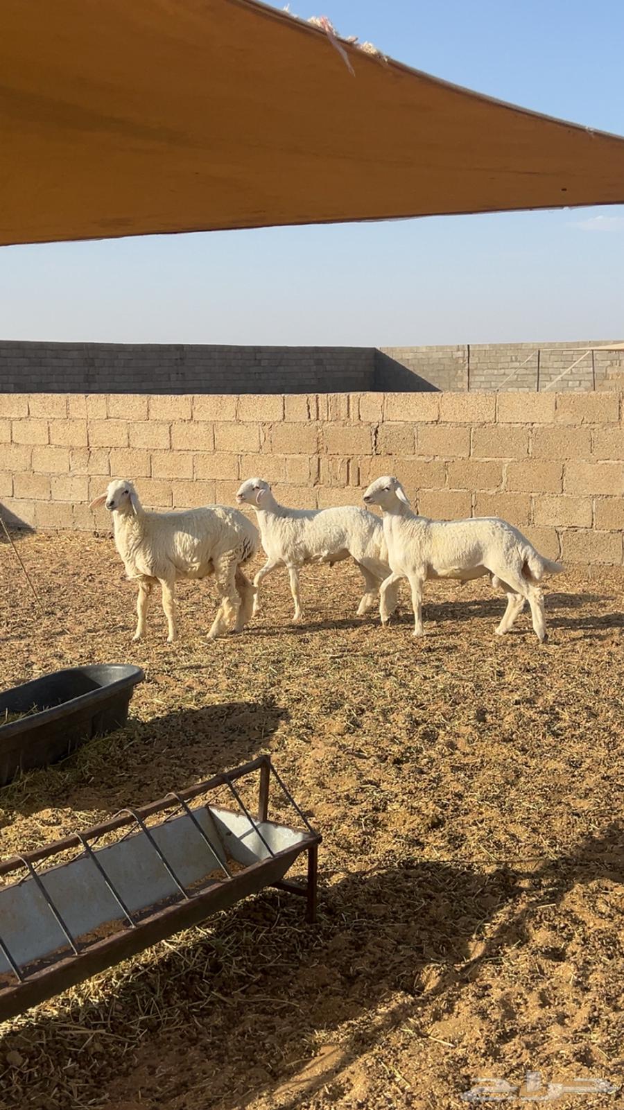 طليان حري للبيع64386207082498111