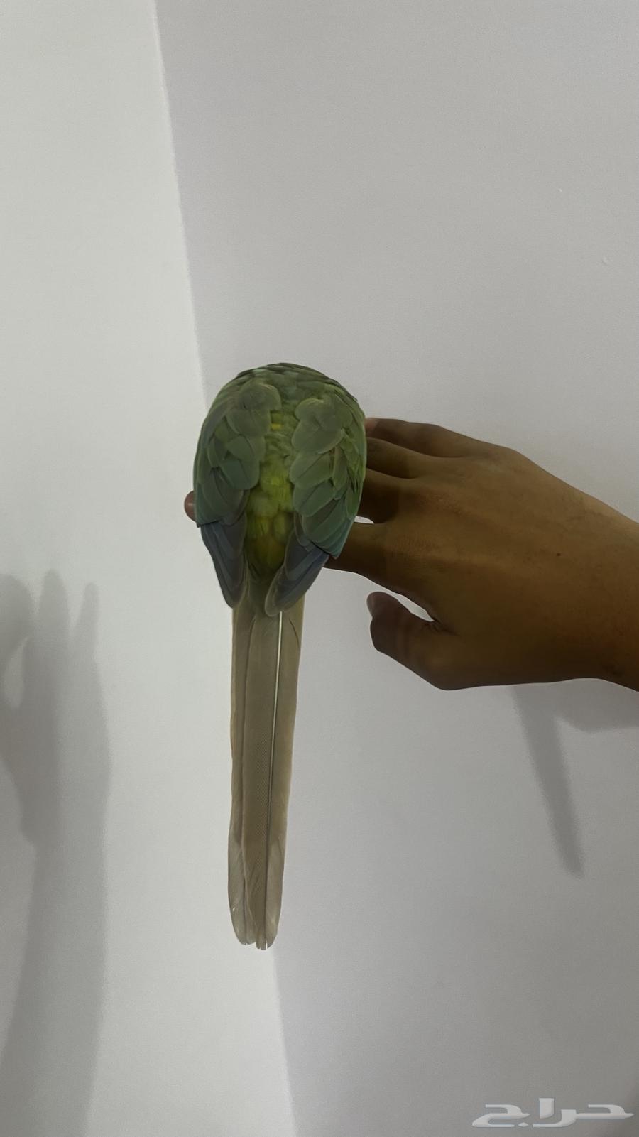 كنيور سينمن64384534974466113