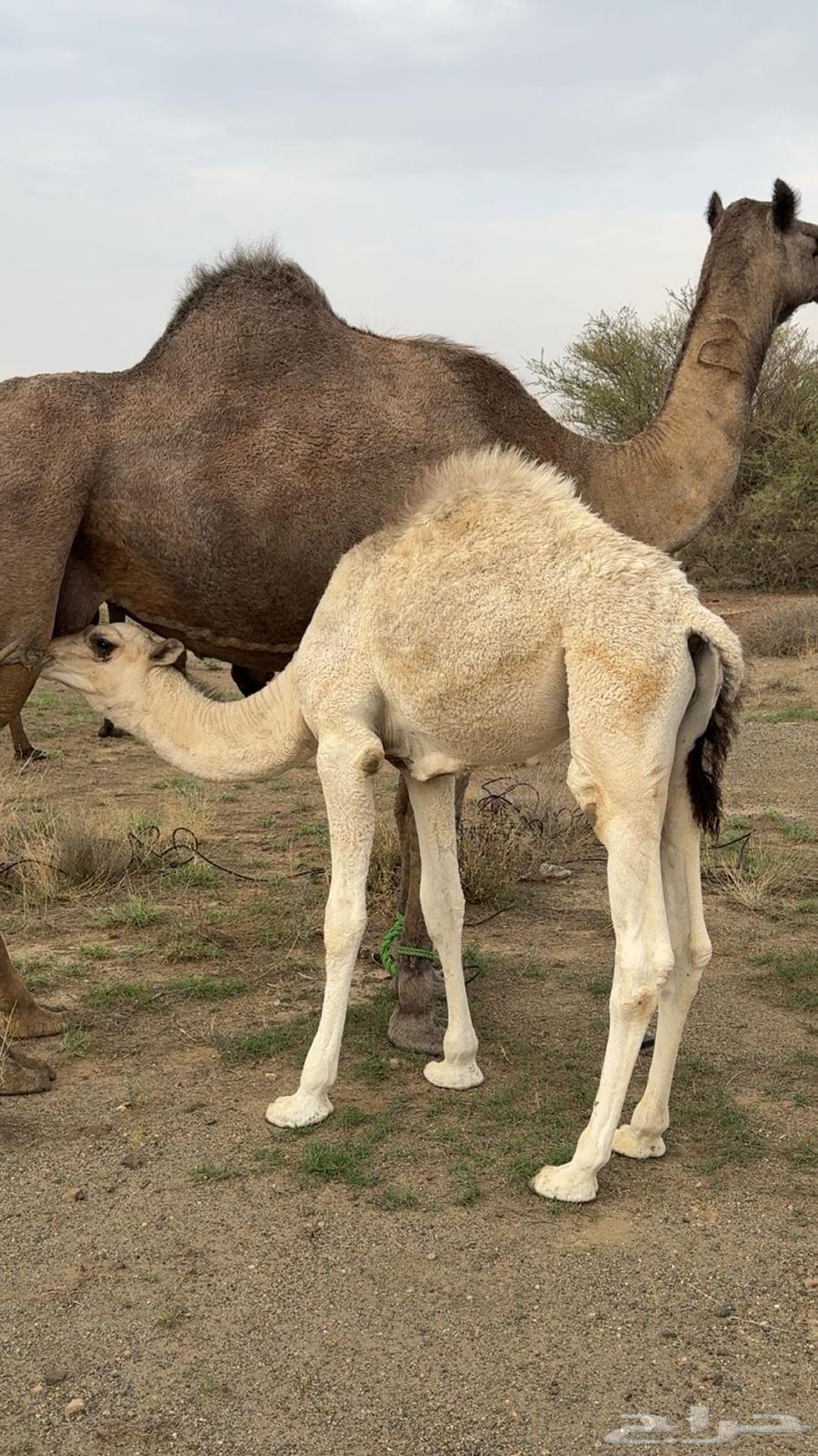 للبيع قعود كفو مزيون64383705177730111