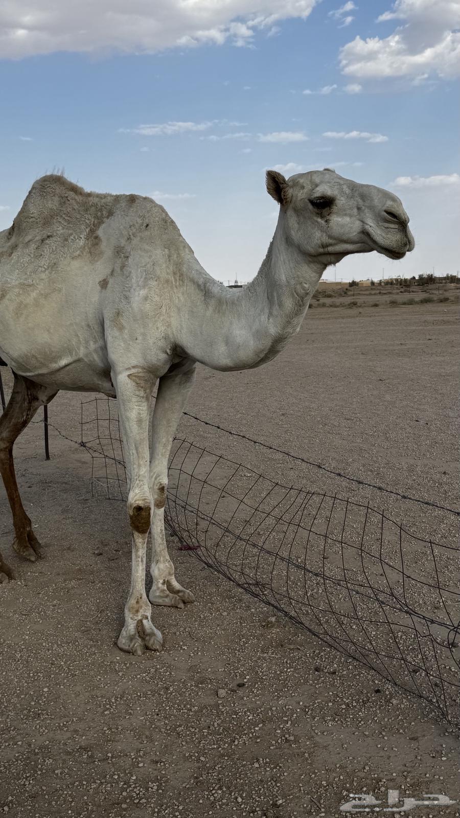 ناقه وضحا ضريبه64386262657667110