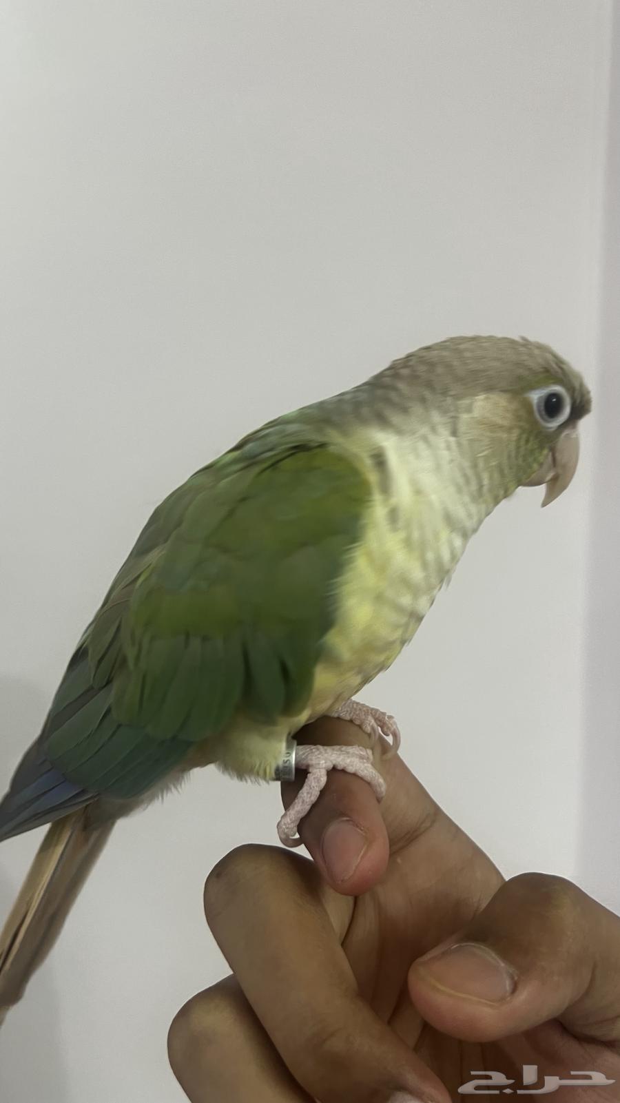 كنيور سينمن64384534974466114