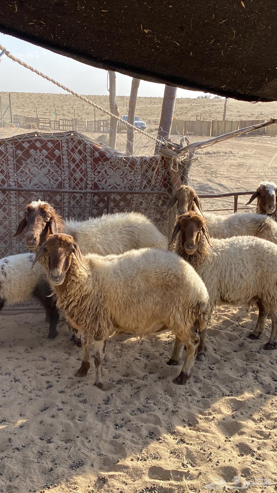 شياه نعيم64386318931969111