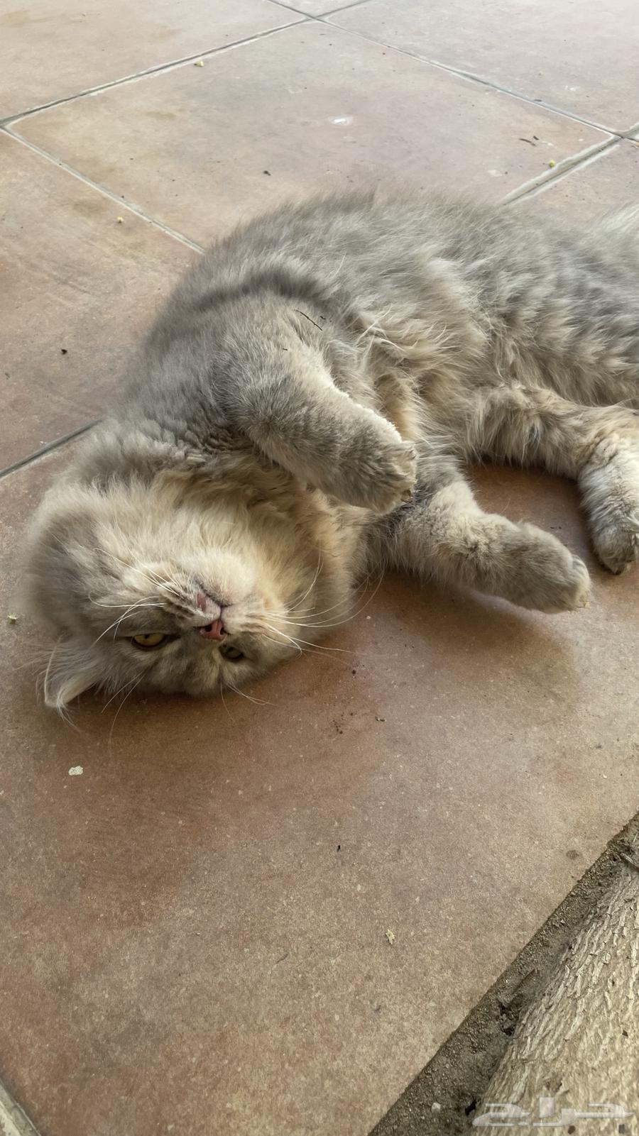 بسيس البف للبيع64378324778243114