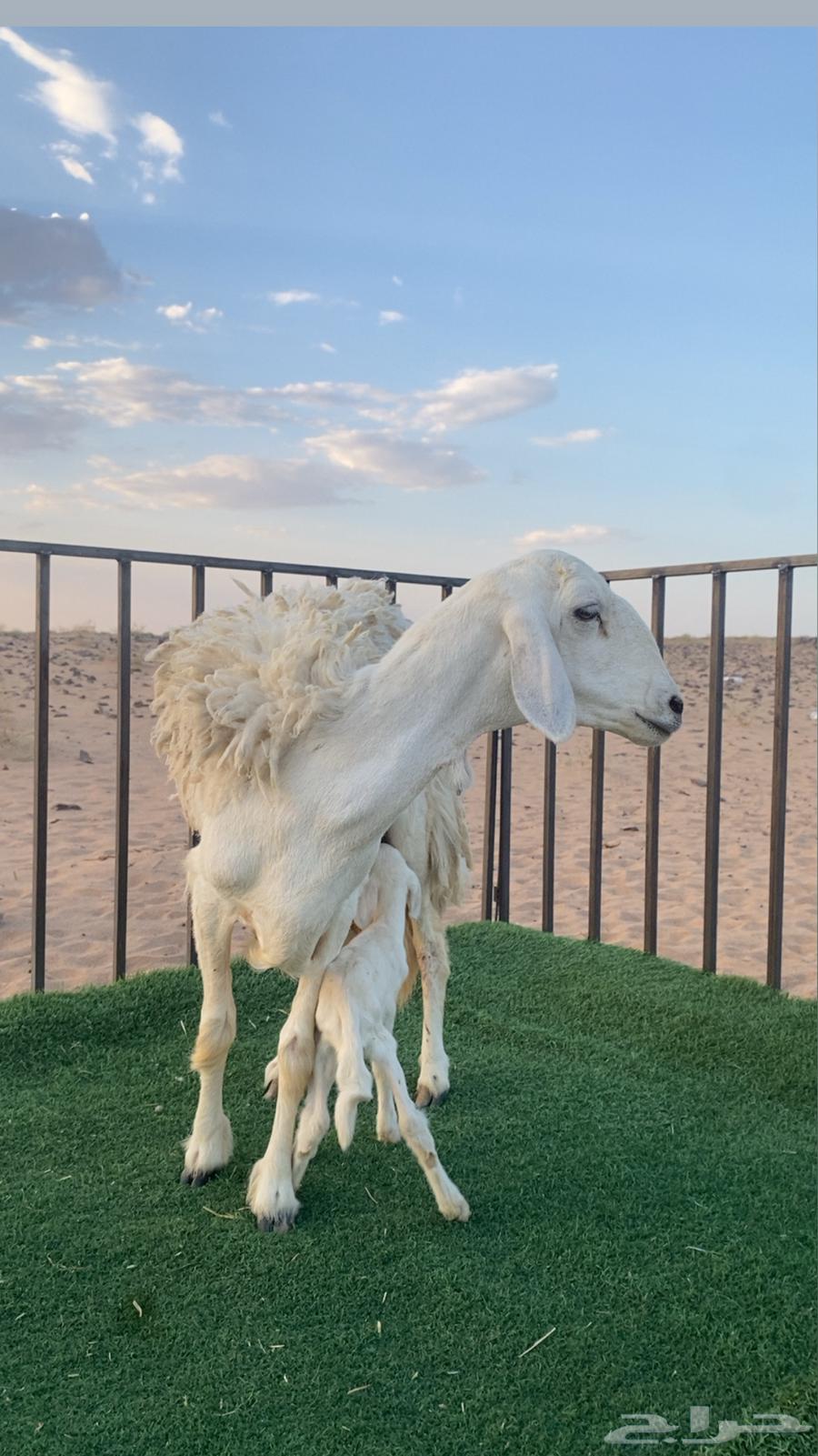 خلفه متبع تم البيع64387285871491114