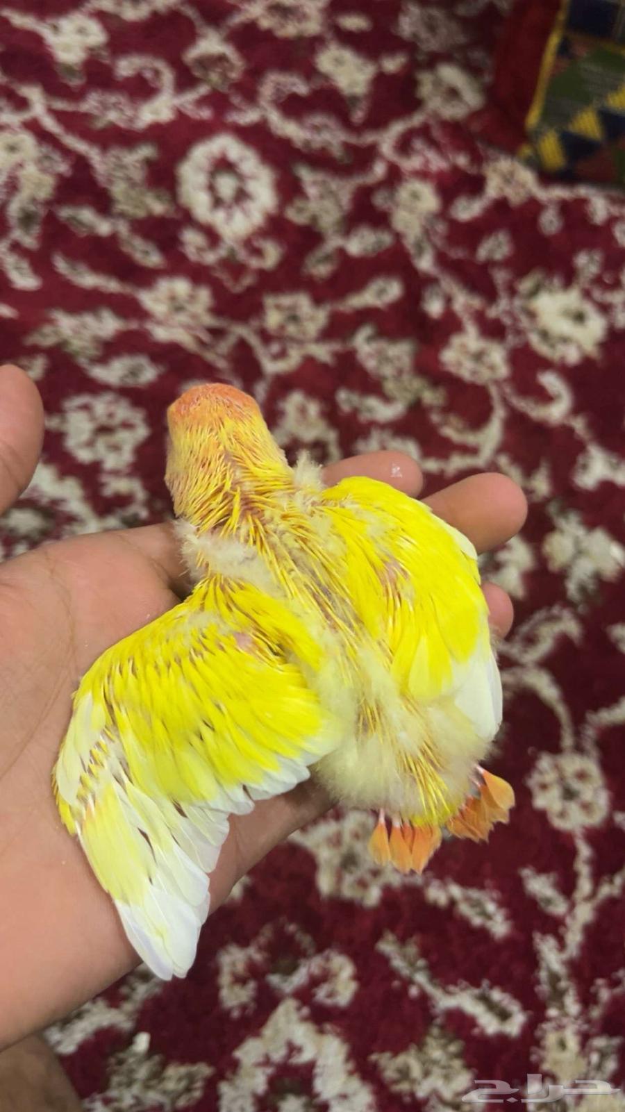 فرخ روز64378746040706111