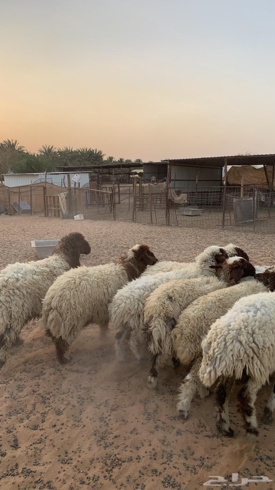 رخال نعيم منوة القناي64388245508610110