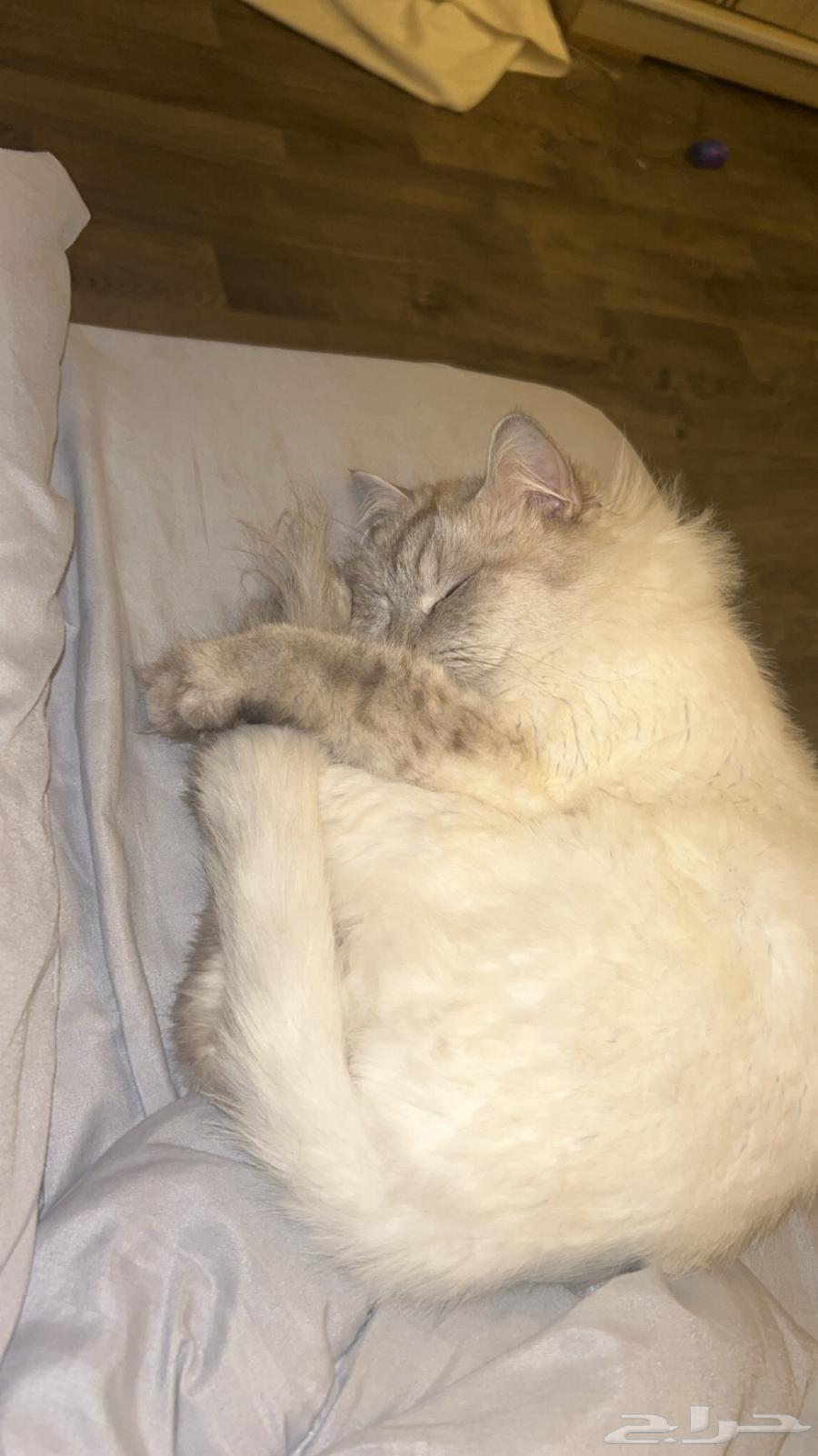 قطوه عمرها 3 سنين أنثى اليفه الحد 50064388647048065113