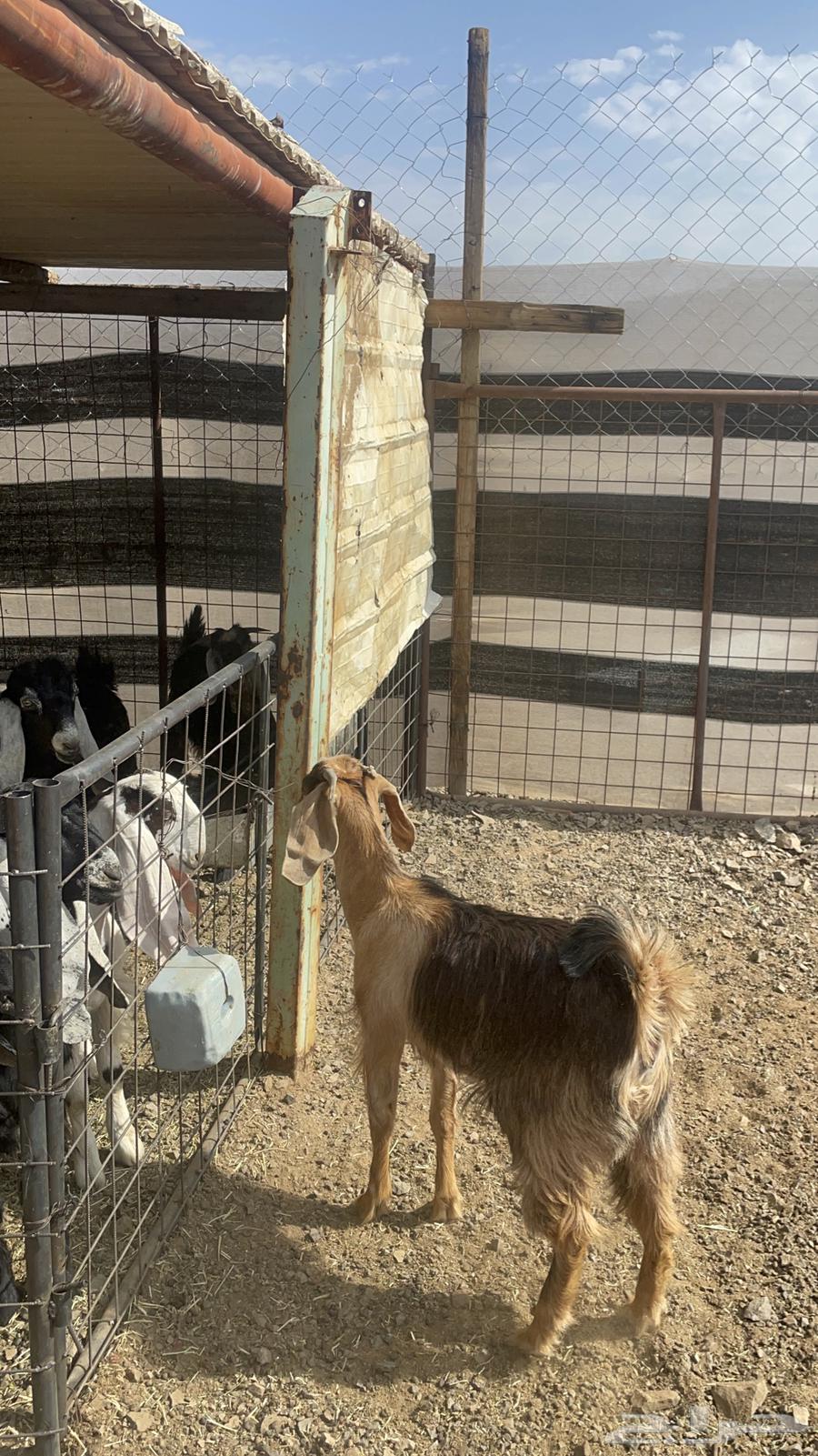 A fine sacrificial goat available through Al-Hayl (Sold)64385956399234114