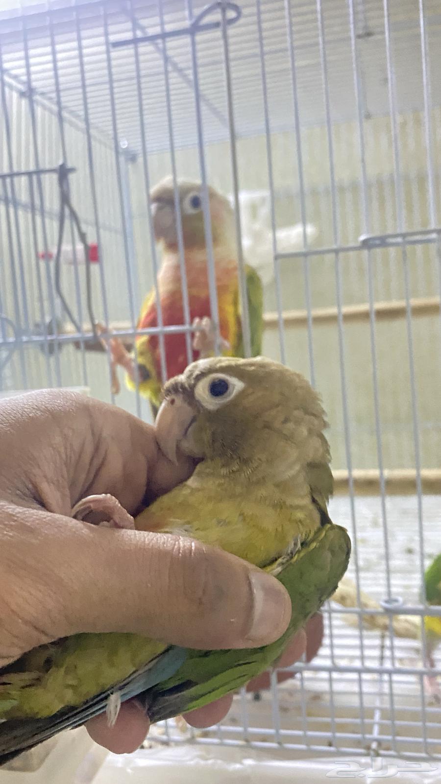 كنيور سنمون انثى محلل64378789236226110