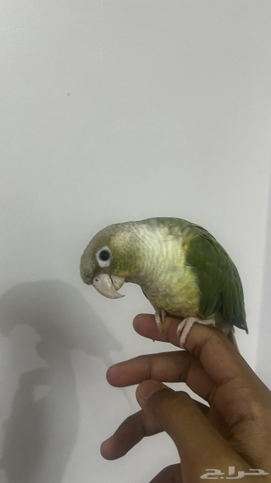 كنيور سينمن64384534974466110