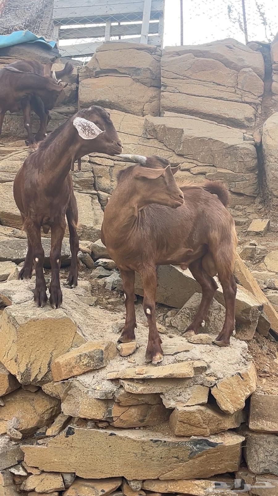 2 تيوس دهم64386249094658113