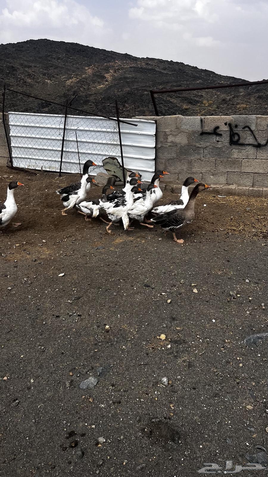 وز للبيع64390554953474111