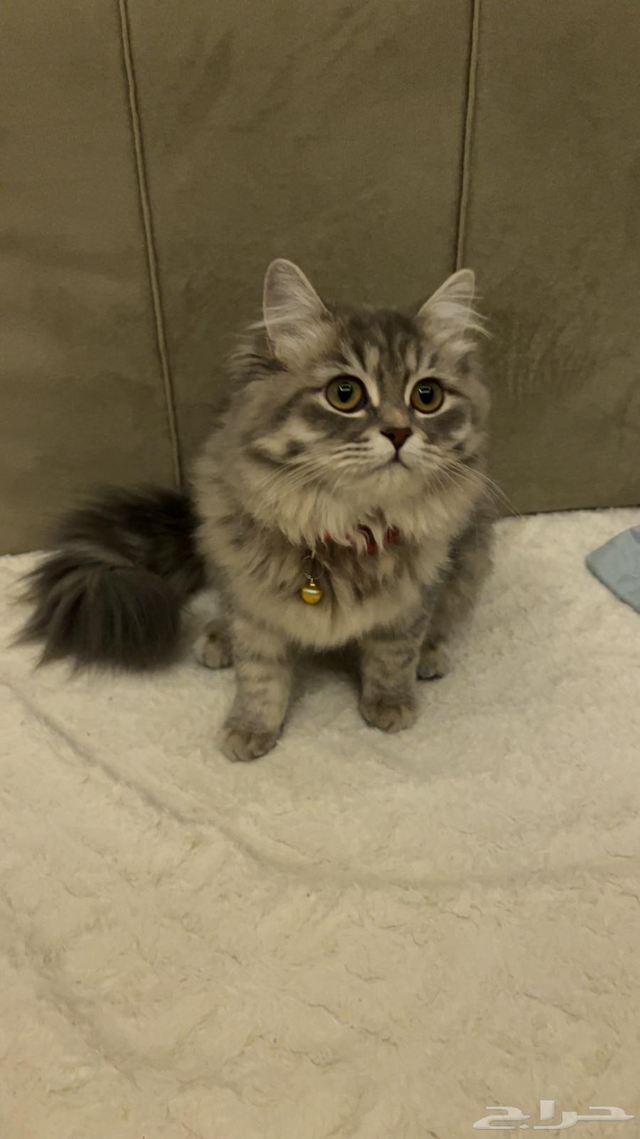 قطه للبيع64380374023553111
