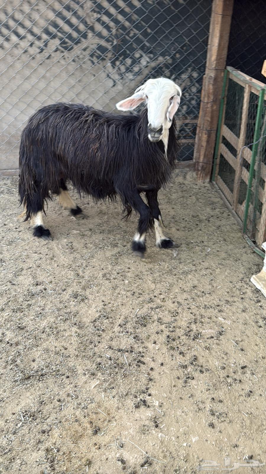 البيع عنز ونجديه دفيع64388661025666113