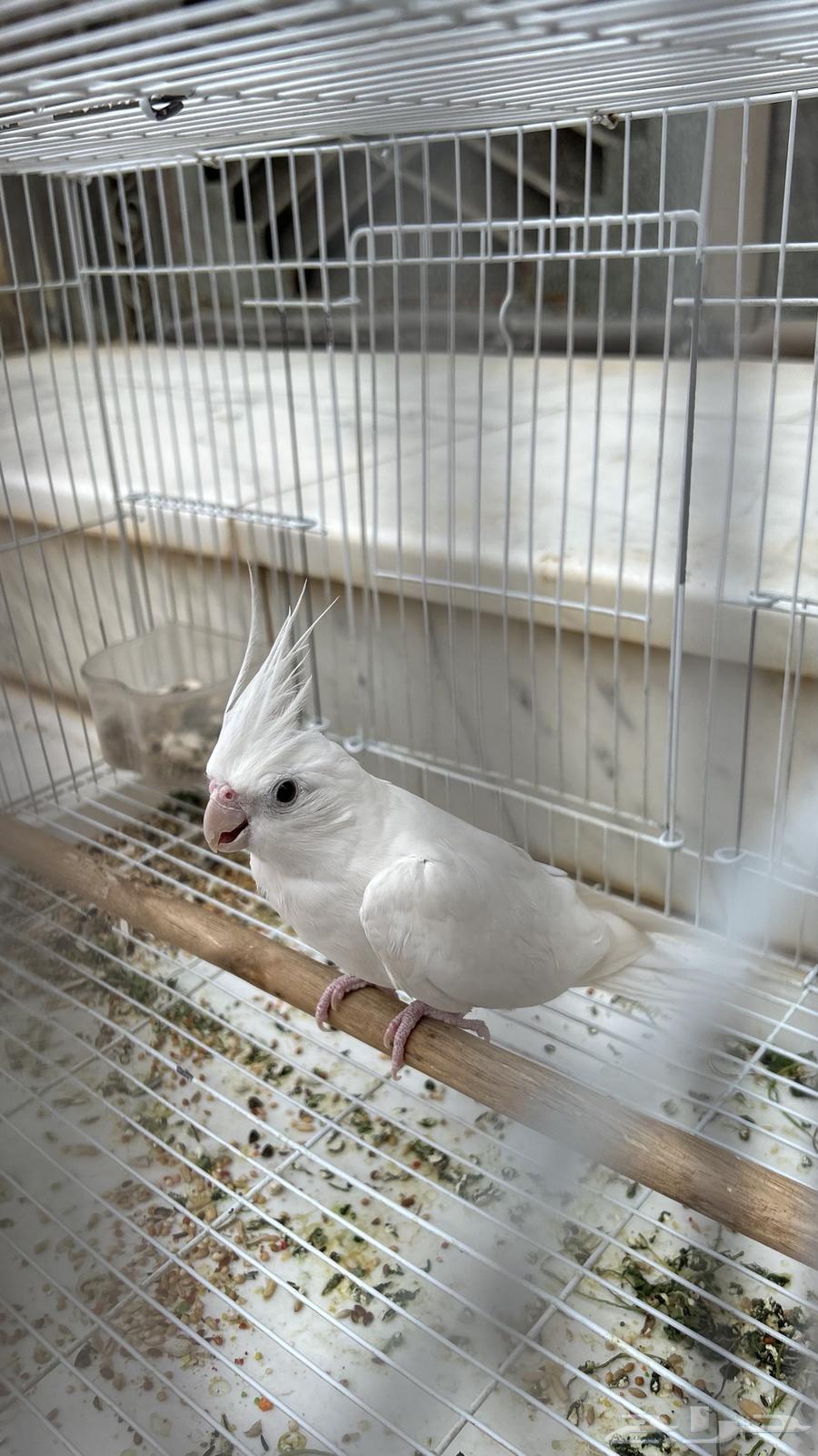 ذكر كروان البينو64387103840385113