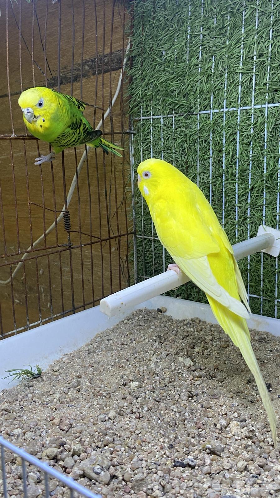 جوز بادجي مع فروخه( طيور حب)64388564474115114