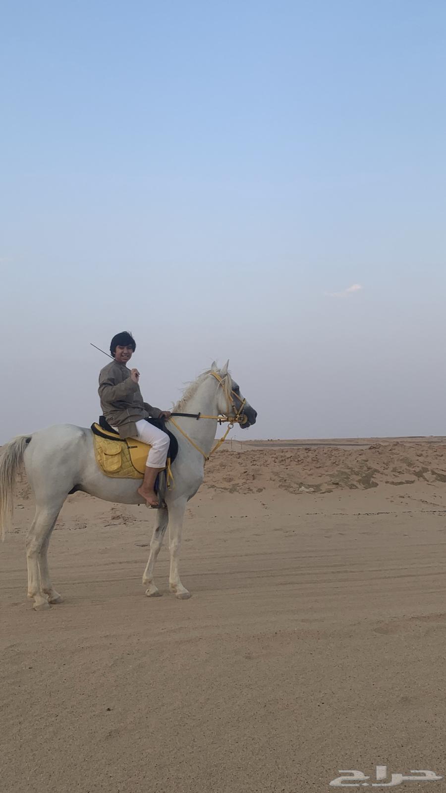 حصان كفو للبيع64382155680898113