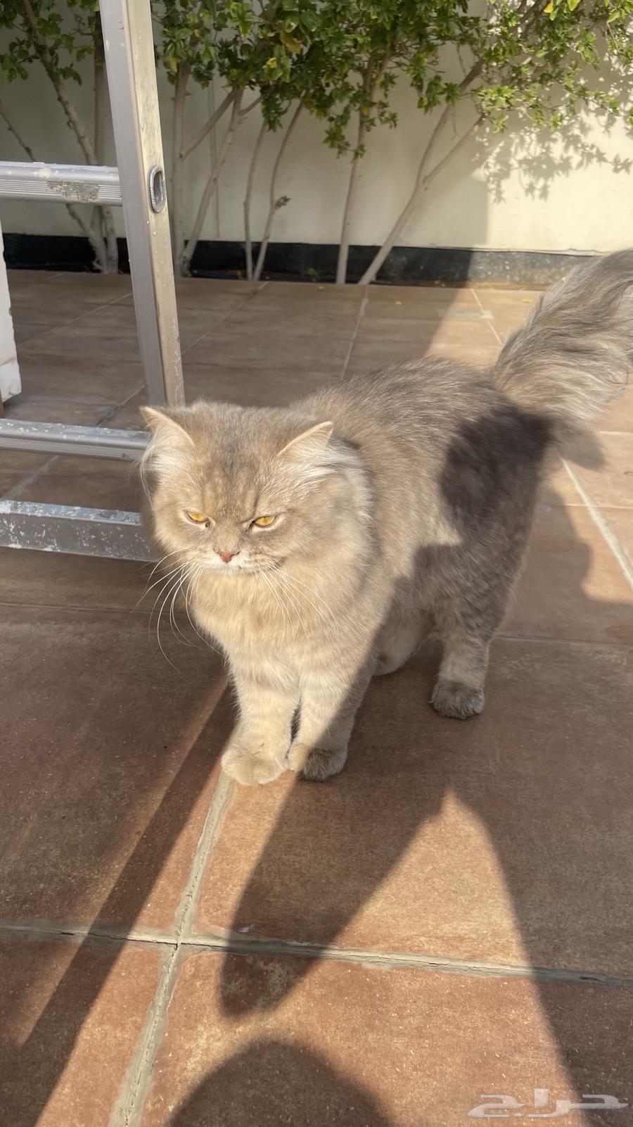 بسيس البف للبيع64378324778243110