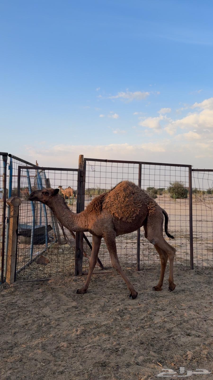 بكره صفراء دبيانيه عمرها 5 اشهر طيبه توصل وتساب64388976837121111