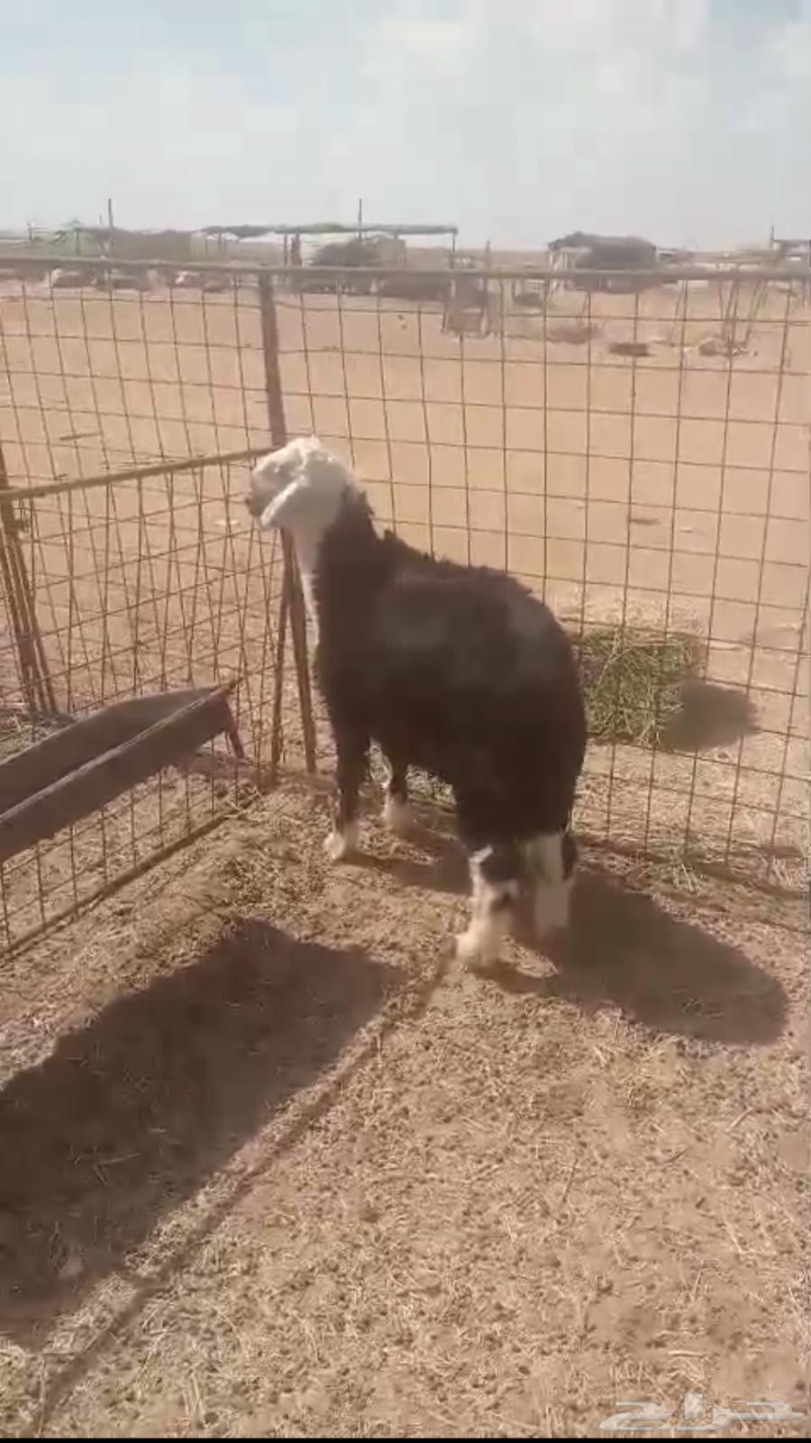 للبيع خروف نجدي العمر 6اشهور64385384010371111