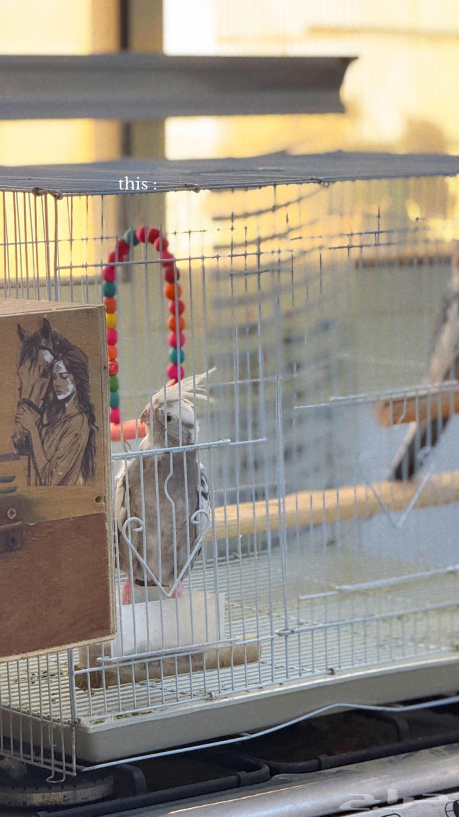 جوز كروان منتج64378847604867111