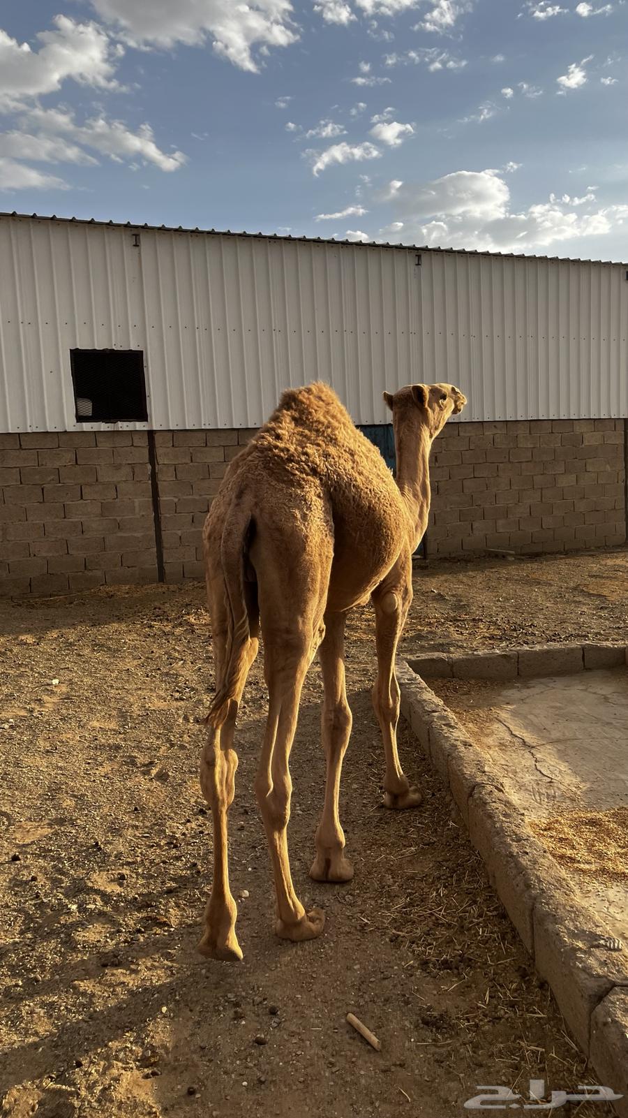 قعود قصب للبيع64387118024707112