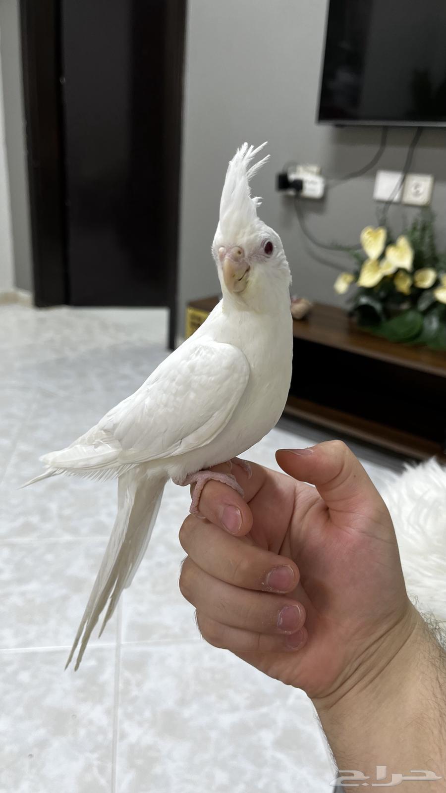 كروان البينو64384396586497110