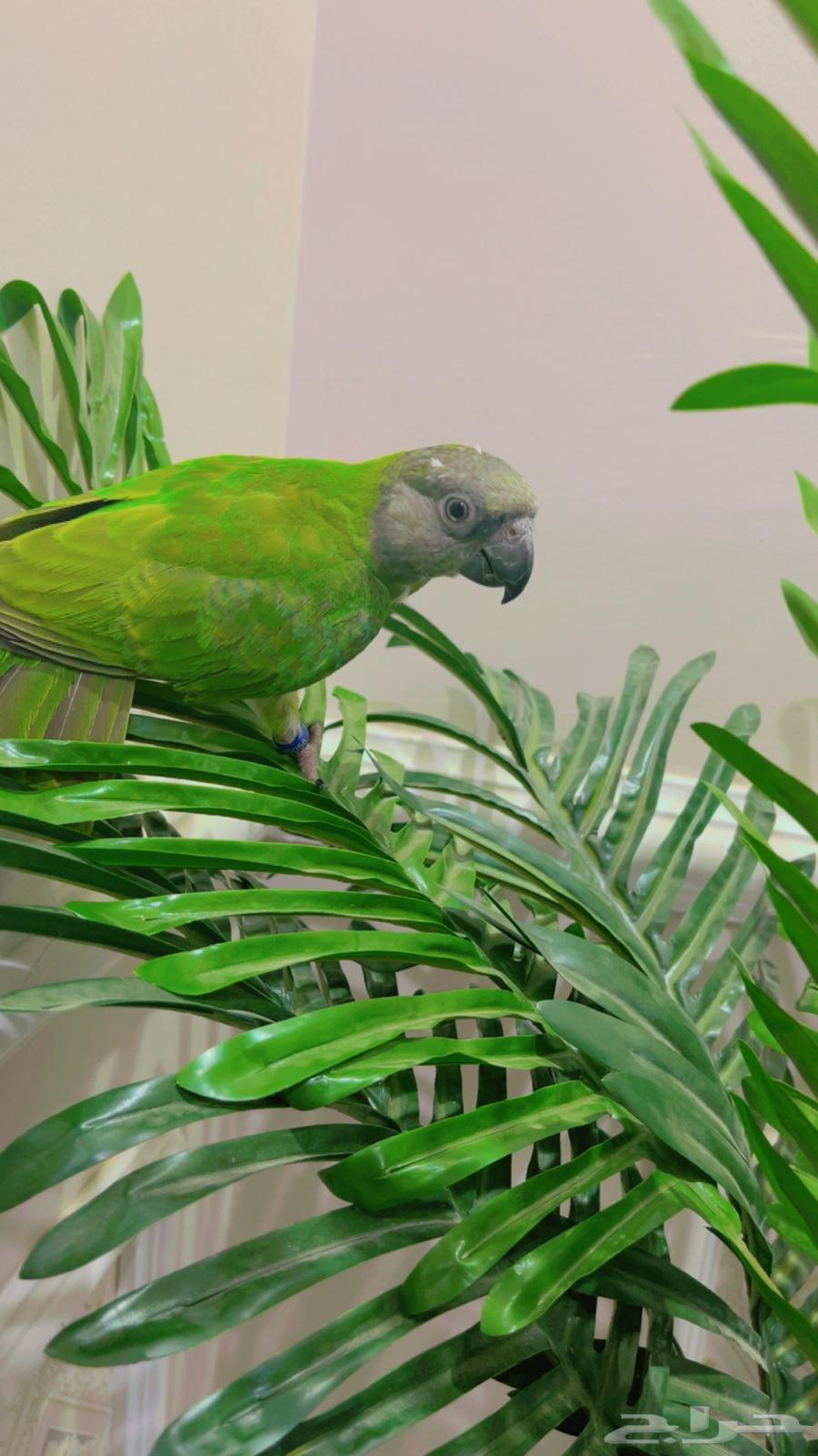 فرخ بغبغاء سنغالي يويو64386821840003113