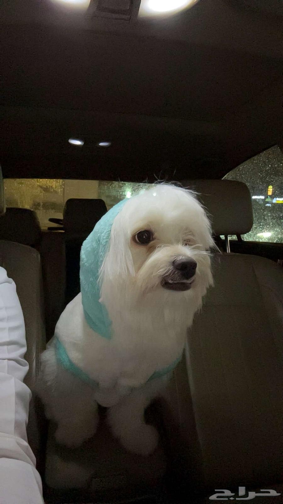 كلب للبيع مواليد السعوديه عمره 11 اسمه ليو64386304766338112