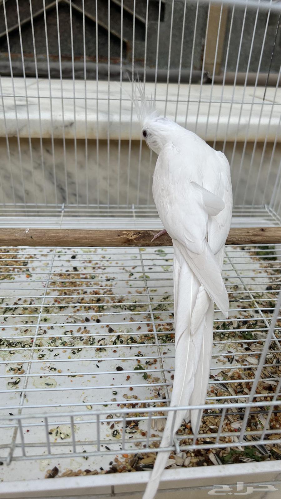 ذكر كروان البينو64387103840385111