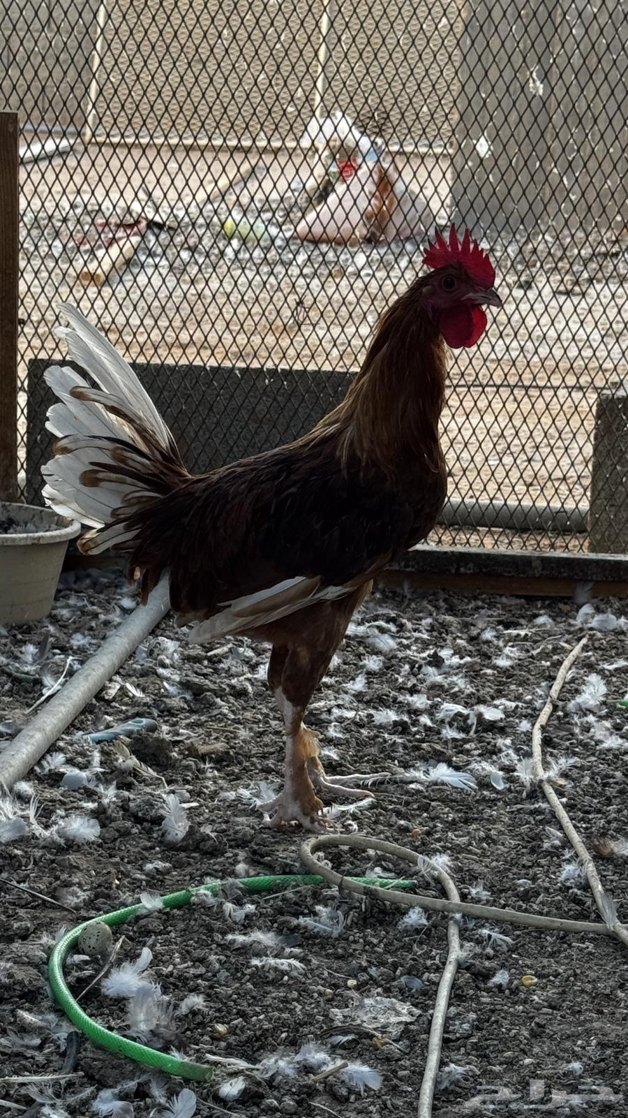 ديك للبيع64387829616257111