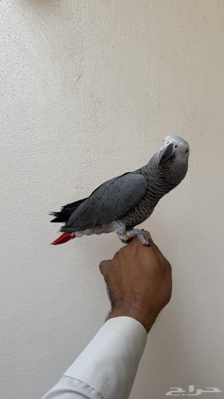 ببغاء كاسكو64379268044930111