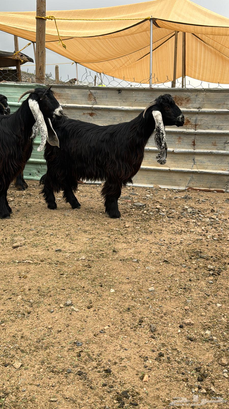 معزا عوارض صنف الصنف64388839627779112