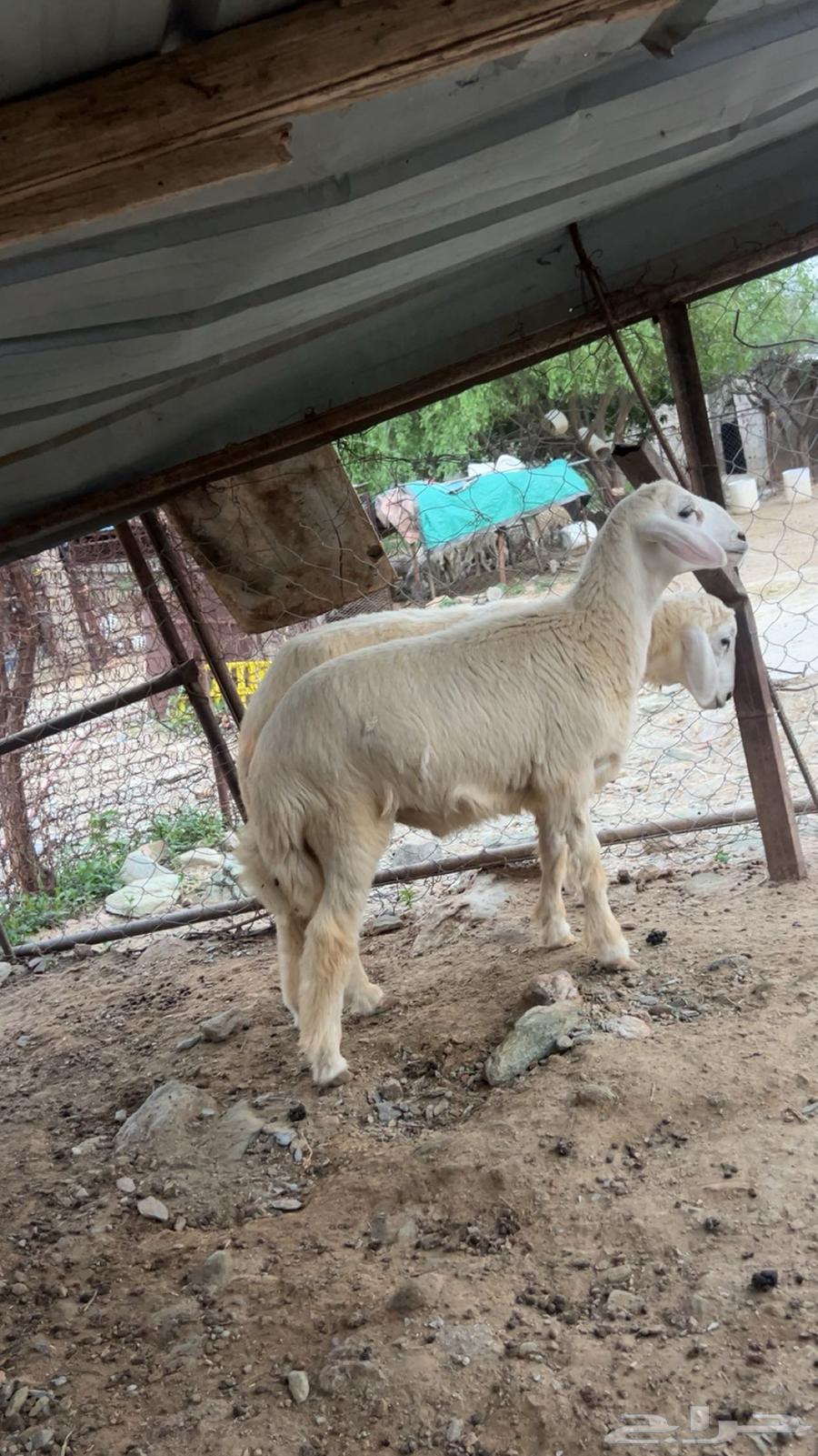 خرفان للبيع64389791691779114