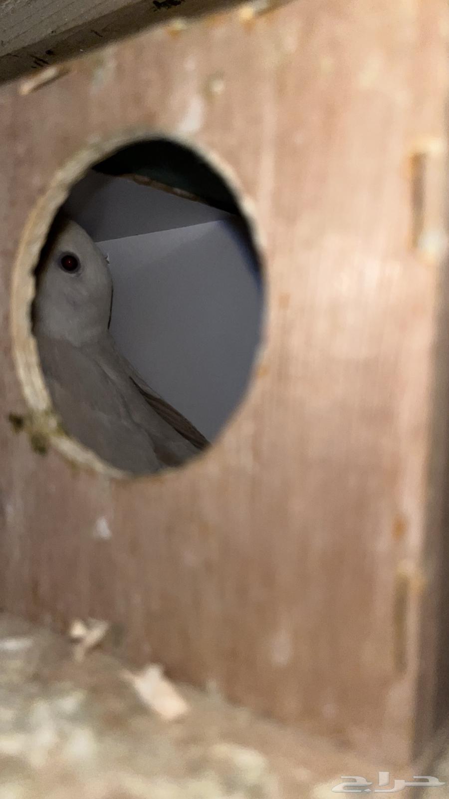 طيور روز64385775581825114