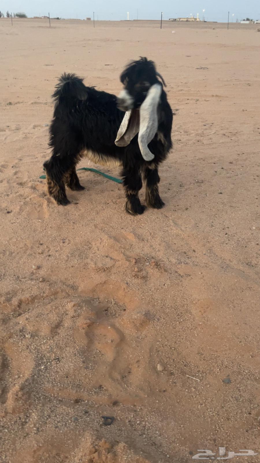 للبيع تيس عارضي صنف64380710341378112