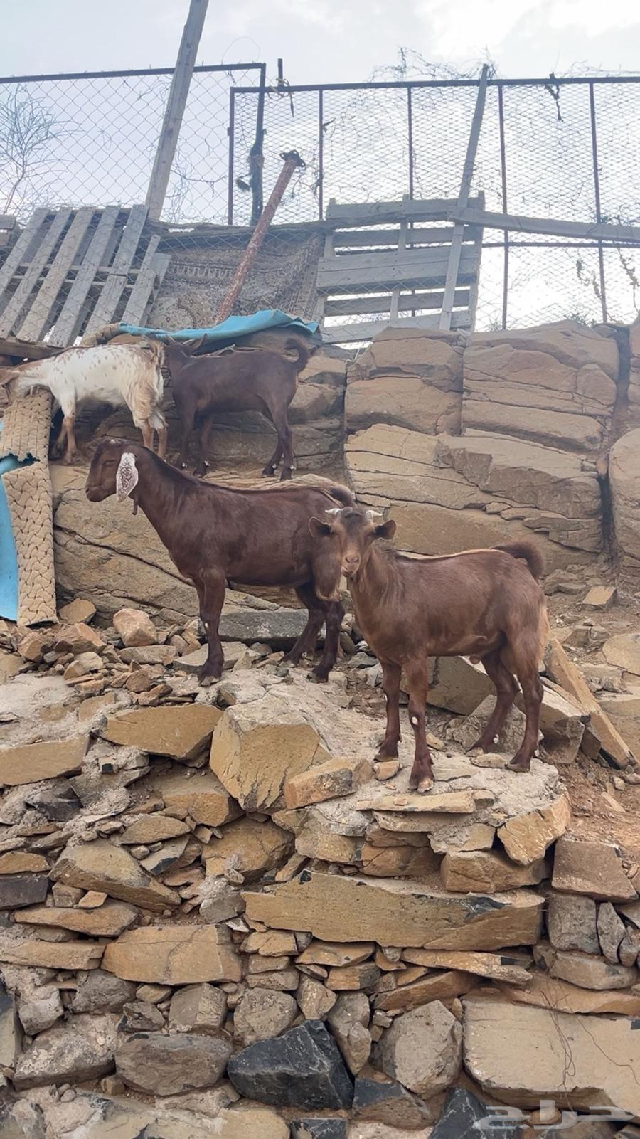 2 تيوس دهم64386249094658112