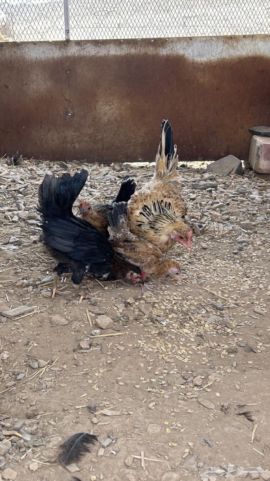 للبيع دجاجه بلدي عليها فروخ64389392004609110