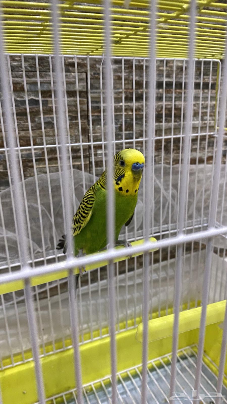 للبيع عصفور64384772600835110