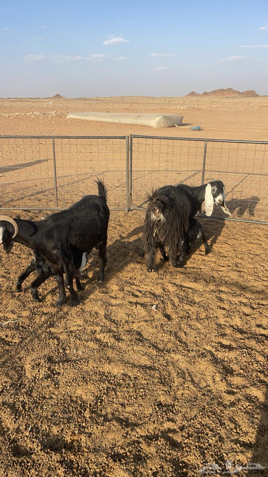 Goat Defects Parent64382969849857110