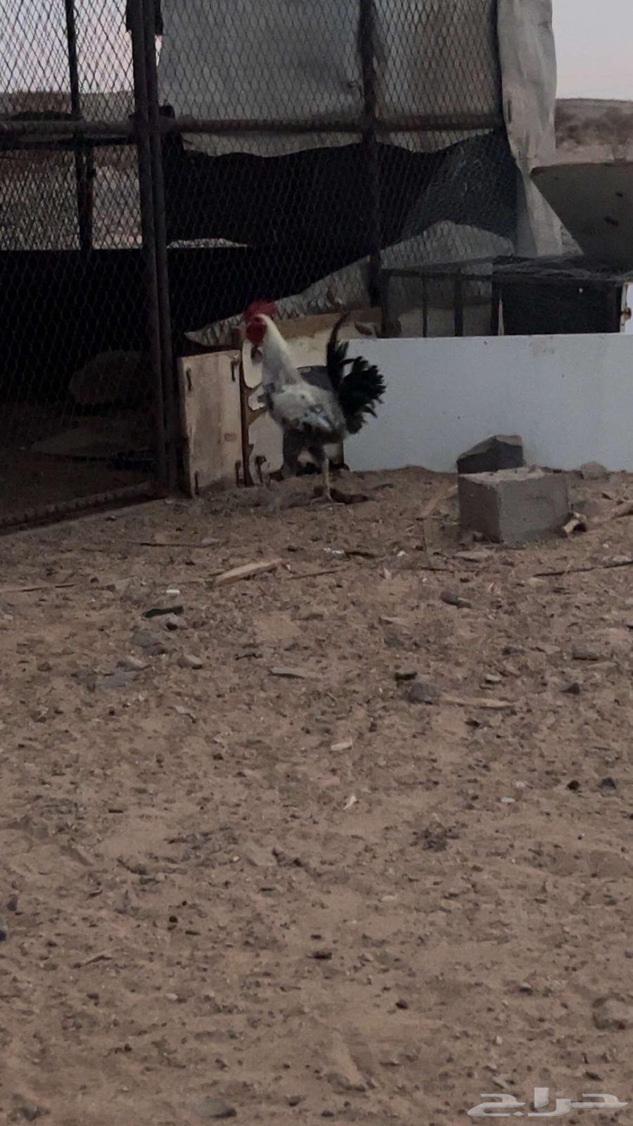 ديك بلدي للبيع العمر سبع شهور64389474546946111