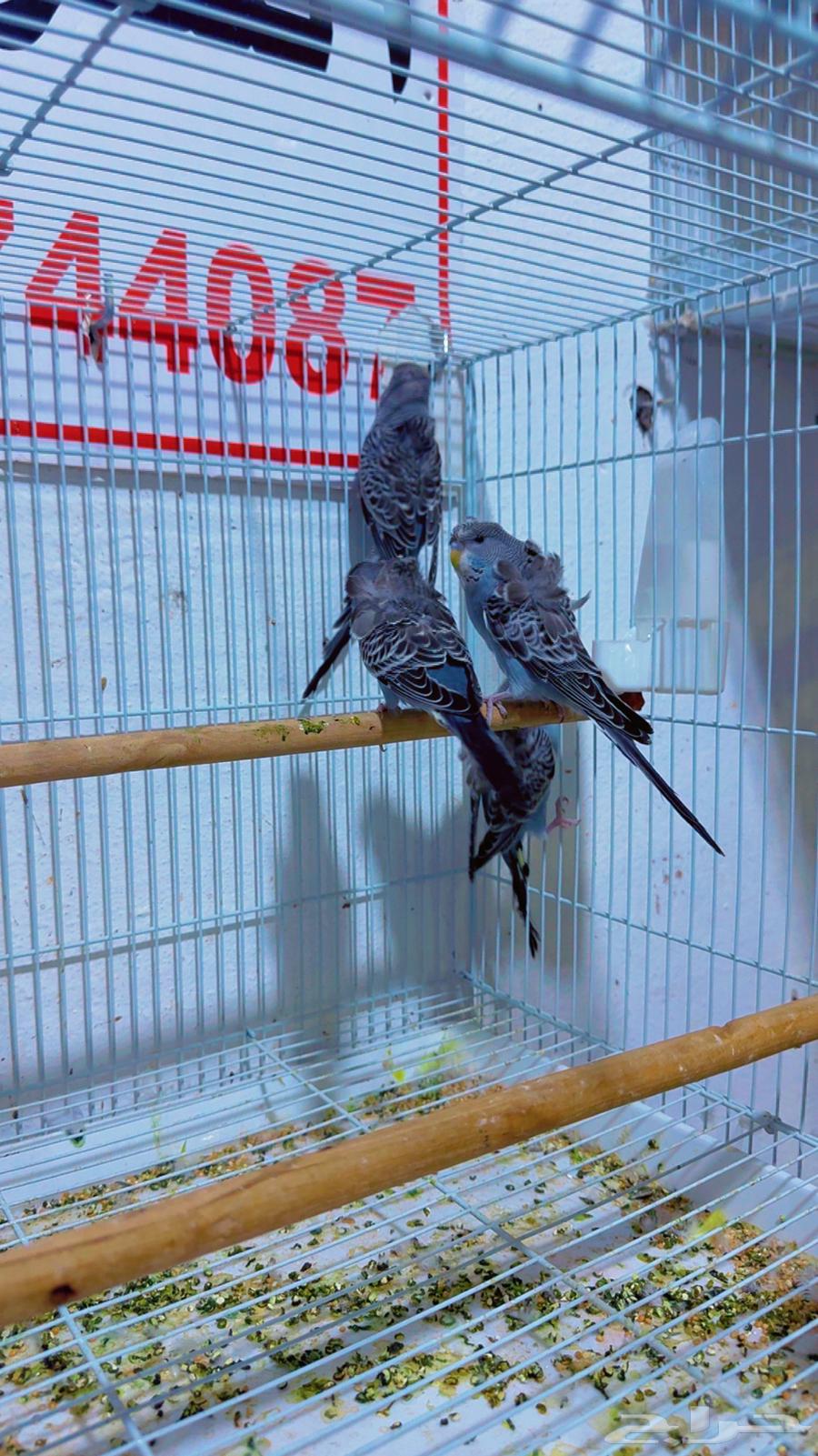 فرايد بادجي هوقو بلاك64380609742721114