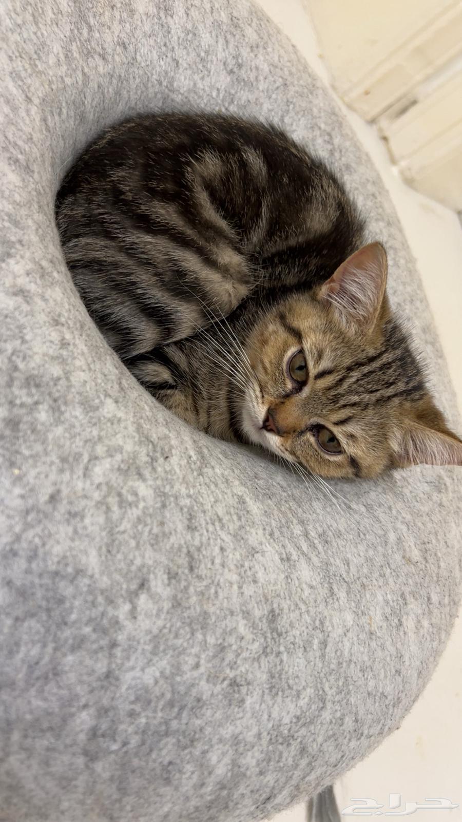 انثى سكوتش ستريت للبيع64390995600258110