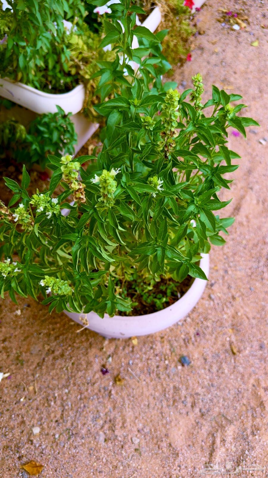 ريحان زينه ونعناع بحوض بلاستك جاهزه للبيع64417075491586110