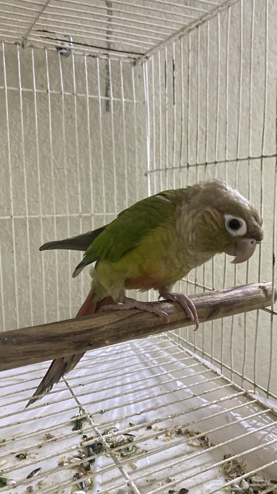 كنيور سنمون انثى محلل64378789236226111